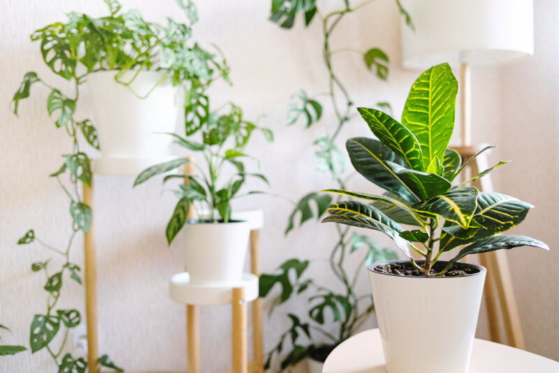 houseplants